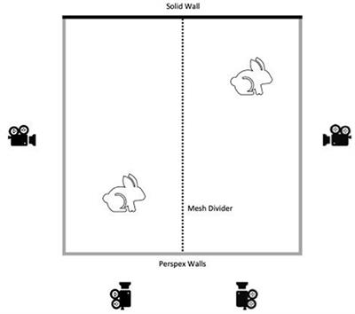 Evaluating Pain and Analgesia Effectiveness Following Routine Castration in Rabbits Using Behavior and Facial Expressions